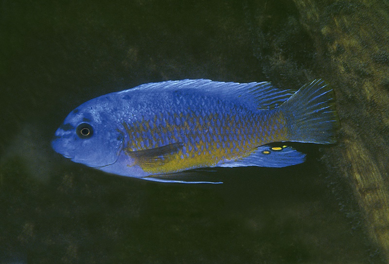 Labeotropheus fuelleborni 'Katale Island'